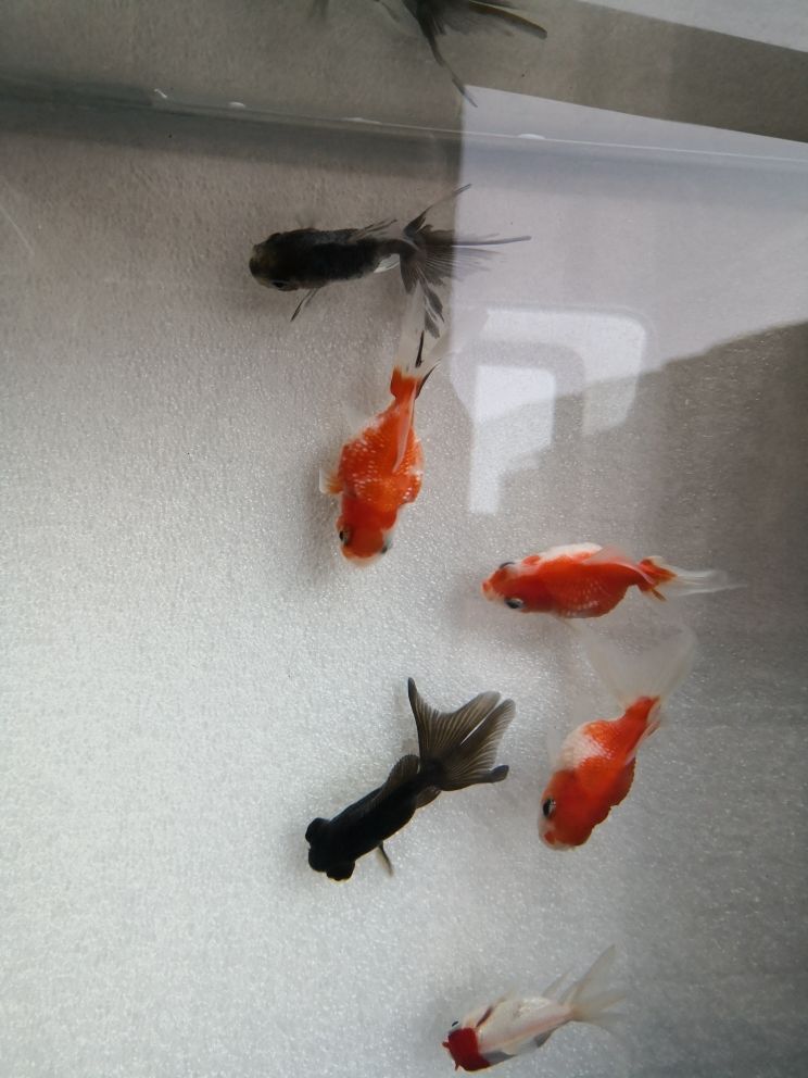 時(shí)隔三十年重入金魚坑（3元1條的小雜魚養(yǎng)起） 觀賞魚論壇 第1張