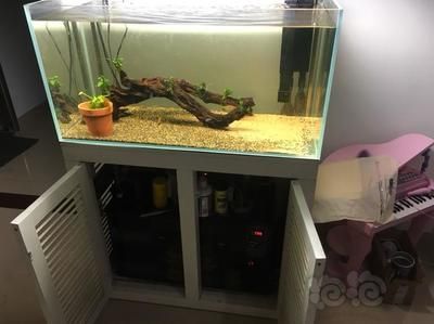 底濾魚缸造景都放什么植物好看（底濾魚缸造景植物推薦） 魚缸百科 第1張