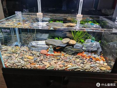 紅鯉魚魚缸當(dāng)什么點(diǎn)綴好看（如何打造個(gè)性化魚缸）