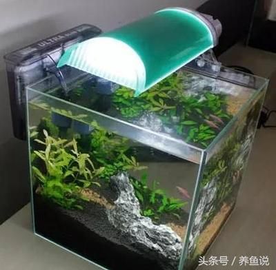 觀賞魚(yú)缸燈具（如何選擇合適的魚(yú)缸燈）