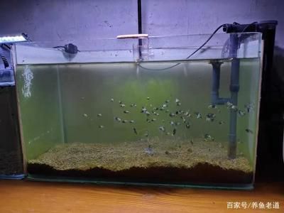 剛弄的魚(yú)缸加水很渾咋辦（如何處理魚(yú)缸加水后渾濁） 魚(yú)缸百科 第1張