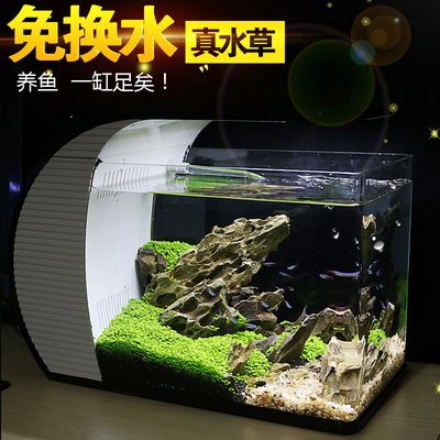 廣州魚缸造景教學(xué)（廣州水草造景培訓(xùn)） 魚缸百科 第3張