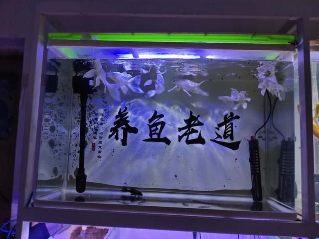 剛開的魚缸養(yǎng)水發(fā)白怎么處理（剛開的魚缸養(yǎng)水發(fā)白可能是由于多種因素引起的，需要注意的是） 魚缸百科 第2張