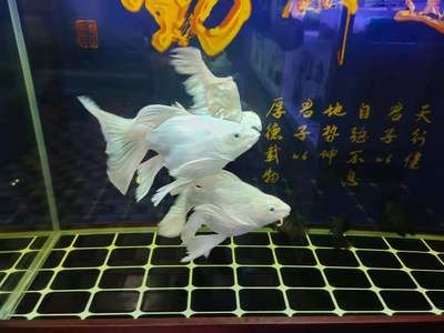 剛開的魚缸養(yǎng)水發(fā)白怎么處理（剛開的魚缸養(yǎng)水發(fā)白可能是由于多種因素引起的，需要注意的是） 魚缸百科 第3張