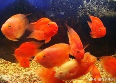 觀賞魚缸燈管怎么安裝（魚缸燈安裝技巧） 魚缸百科 第1張