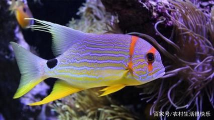 觀賞魚缸燈管怎么安裝（魚缸燈安裝技巧） 魚缸百科 第2張