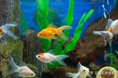 更換魚缸魚怎么辦（觀賞魚的飼養(yǎng)技巧） 魚缸百科 第1張