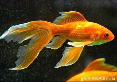 更換魚缸魚怎么辦（觀賞魚的飼養(yǎng)技巧） 魚缸百科 第4張