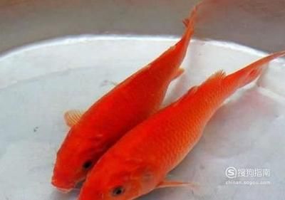 紅鯉魚魚缸怎么養(yǎng)好（紅鯉魚的養(yǎng)殖方法） 魚缸百科 第1張