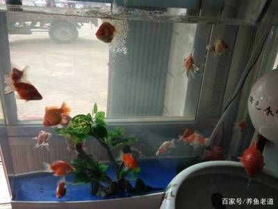 換水魚缸大量棉絮怎么回事（換水后魚缸出現(xiàn)大量棉絮可能是由多種因素引起的） 魚缸百科 第1張