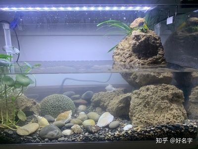 剛換的水為什么魚缸水渾濁發(fā)白（剛換的魚缸水渾濁發(fā)白是由多種因素造成的） 魚缸百科 第2張