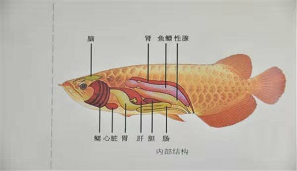 養(yǎng)魚秘訣（濟(jì)南睿智發(fā)動機(jī)評論：【喂食】,1、換水當(dāng)日停食一天） 觀賞魚論壇