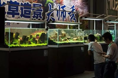 廣州國際觀賞魚及水族器材展覽會時間（2024年廣州國際觀賞魚及水族器材展覽會門票預訂） 祥龍進口元寶鳳凰魚 第3張