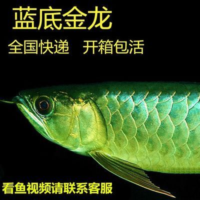 觀賞魚(yú)寄快遞能撐幾天?。ㄈ绾翁岣哂^賞魚(yú)的快遞存活率） 祥龍超血紅龍魚(yú) 第1張