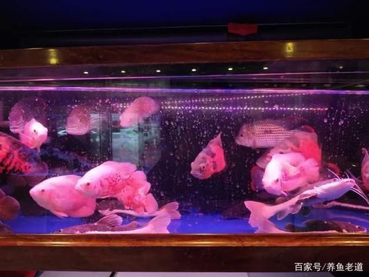 觀賞魚浮在水面不愛動了（觀賞魚浮在水面不愛動可能由以下幾個原因引起） 大嘴鯨魚 第1張