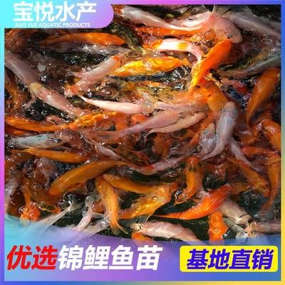 海南觀賞魚批發(fā)網(wǎng)站有哪些（在尋找海南觀賞魚批發(fā)網(wǎng)站時(shí)） 狗頭魚 第1張