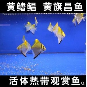 觀賞魚黃旗昌（黃旗昌是一種熱帶淡水觀賞魚） 巴西亞魚 第1張