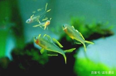 觀賞魚(yú)溫度應(yīng)該定在多少度（觀賞魚(yú)的水溫范圍適合大多數(shù)觀賞魚(yú)的溫度范圍適合大多數(shù)觀賞魚(yú)） 黑云魚(yú) 第3張