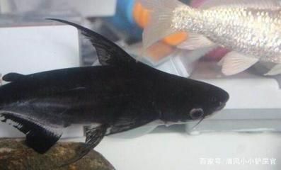 觀賞魚(yú)大白鯊吃什么（觀賞魚(yú)大白鯊的進(jìn)化歷程） 奈及利亞紅圓點(diǎn)狗頭 第1張