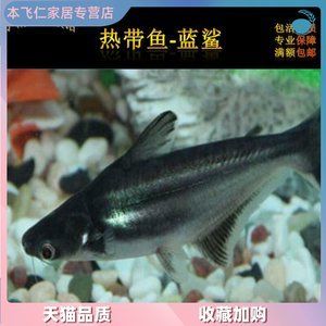 觀賞魚(yú)大白鯊吃什么（觀賞魚(yú)大白鯊的進(jìn)化歷程） 奈及利亞紅圓點(diǎn)狗頭 第3張