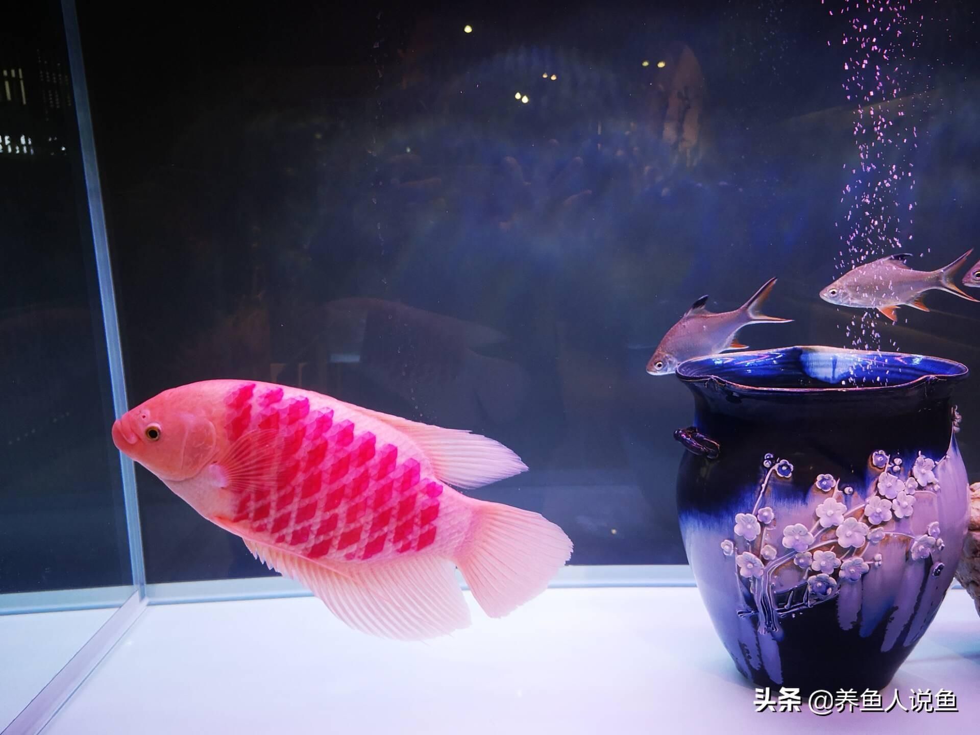 大型觀賞魚排名（全球十大名貴觀賞魚之一，白金龍魚是世界上最昂貴的龍魚） 祥龍進(jìn)口元寶鳳凰魚 第1張