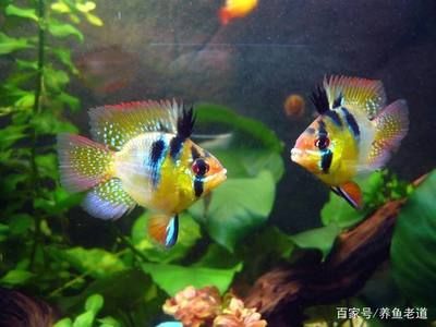 常見(jiàn)熱帶小型觀賞魚(yú)有哪些（小型熱帶觀賞魚(yú)是一種價(jià)格便宜、在花鳥(niǎo)市場(chǎng)中較為常見(jiàn)）