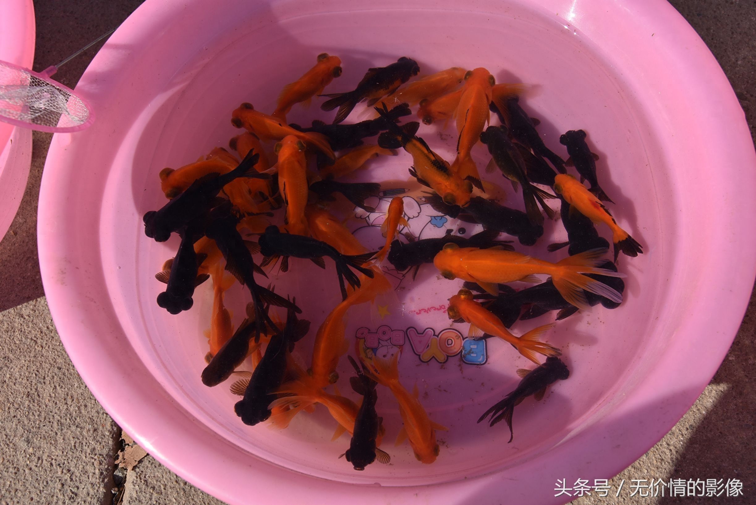 觀賞魚出售（北京觀賞魚市場競爭格局觀賞魚市場競爭格局觀賞魚市場）