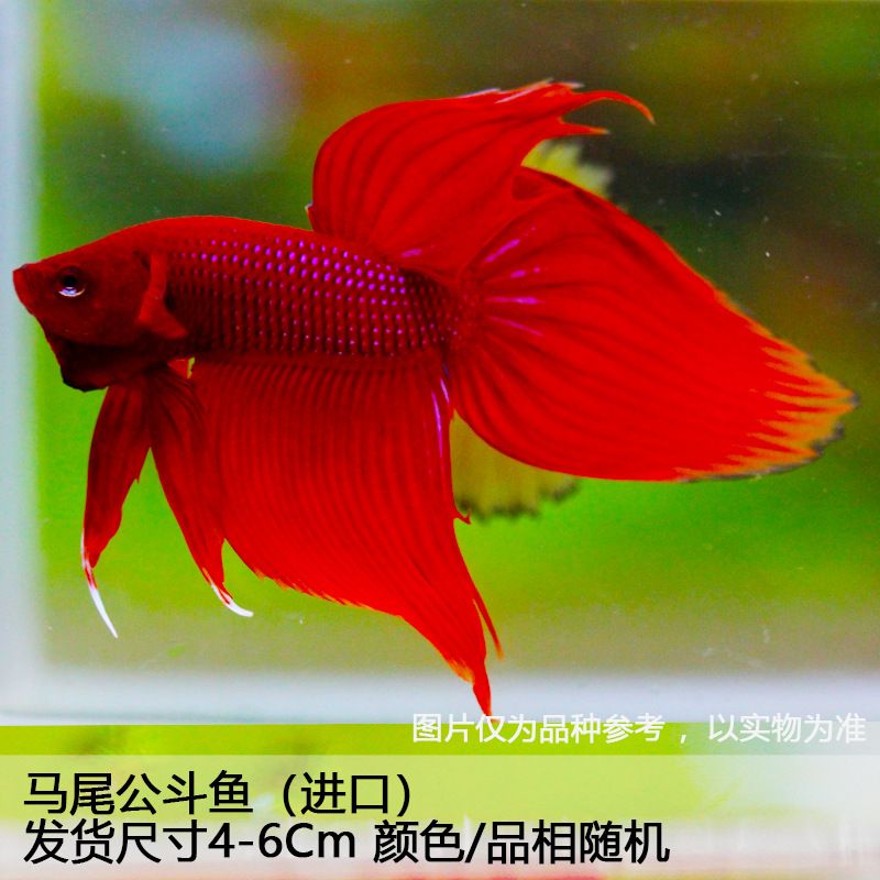 觀賞魚顏色變淡什么原因（觀賞魚的顏色變淡可能是由多種因素引起的） 其他益生菌 第1張