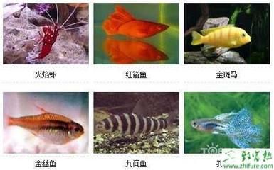 觀賞魚顏色變淡什么原因（觀賞魚的顏色變淡可能是由多種因素引起的） 其他益生菌 第3張