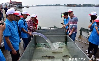 觀賞河豚魚怎么養(yǎng)（觀賞河豚魚的養(yǎng)殖技術(shù)） 可麗愛魚缸 第1張