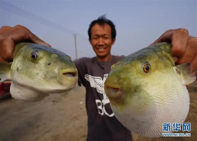 觀賞河豚魚怎么養(yǎng)（觀賞河豚魚的養(yǎng)殖技術(shù)） 可麗愛魚缸 第3張