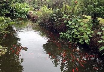 戶外觀賞魚池的做法（戶外觀賞魚池的建造需要考慮多個因素和注意事項和注意事項）