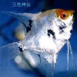 常溫觀賞魚(yú)有哪些特點(diǎn)（關(guān)于常溫觀賞魚(yú)的一些特點(diǎn)和飼養(yǎng)注意事項(xiàng)） 水族品牌 第2張