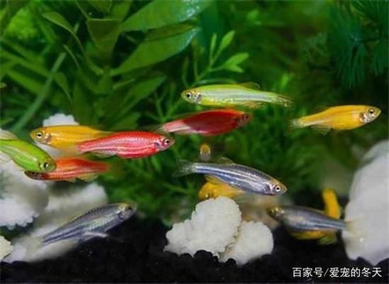 常溫觀賞魚(yú)有哪些特點(diǎn)（關(guān)于常溫觀賞魚(yú)的一些特點(diǎn)和飼養(yǎng)注意事項(xiàng)） 水族品牌 第3張