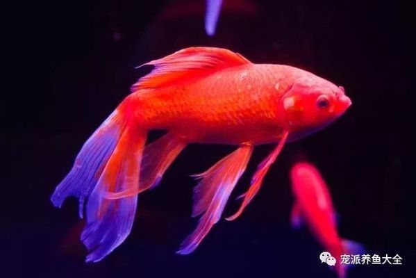 觀賞魚嘴上長(zhǎng)白毛怎么回事（觀賞魚嘴上長(zhǎng)白毛怎么辦） 申古三間魚 第4張