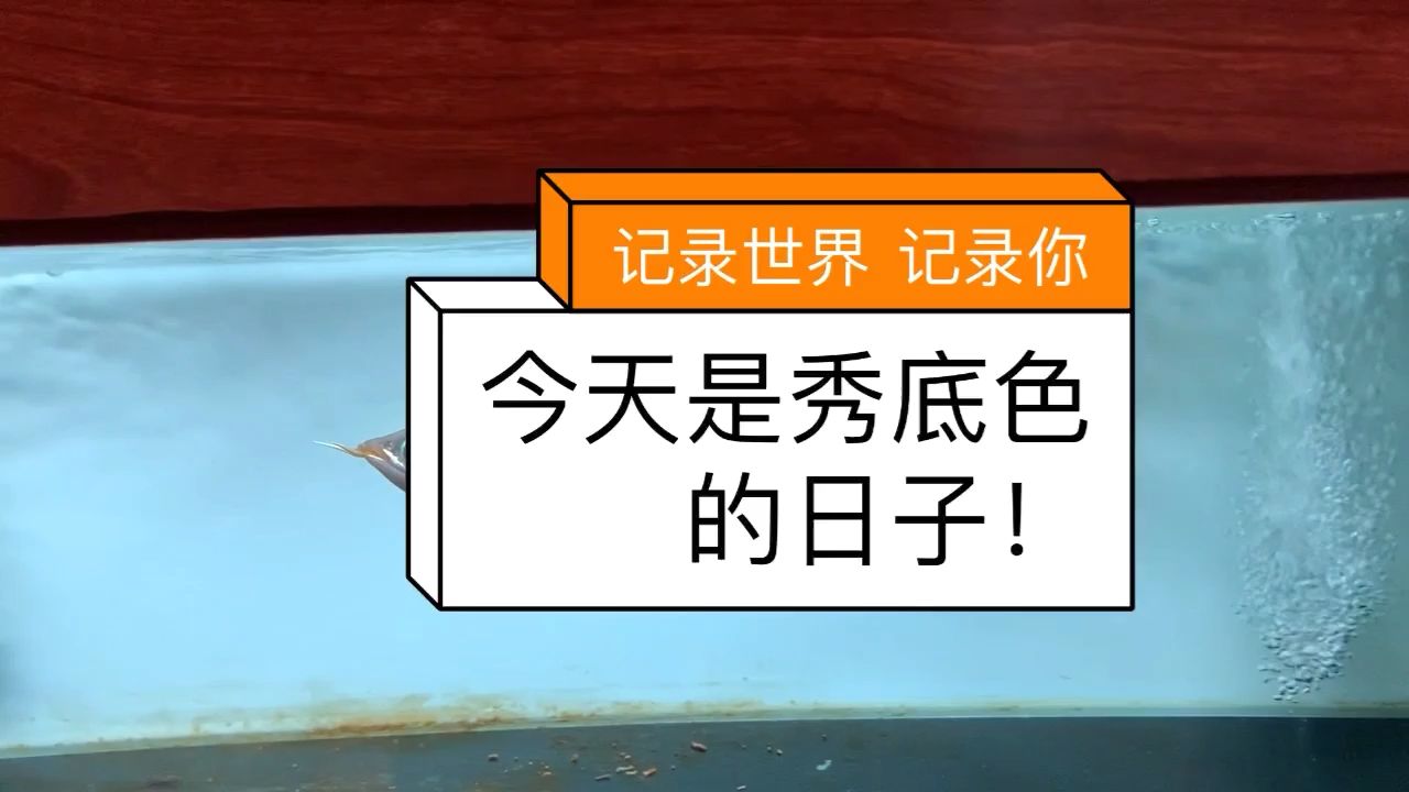 這底色養(yǎng)不紅都難！（22公分的萬隆天王烈焰，純天然發(fā)色，小小年齡底色深成這樣） 觀賞魚論壇