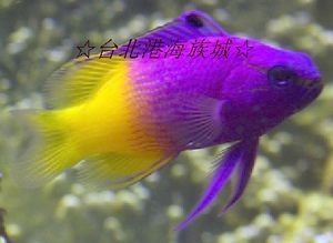 觀賞魚的店鋪名字怎么取好聽（全球觀賞魚文化探秘觀賞魚店鋪名字的好聽與否取決于以下幾個(gè)因素） 喂食器 第1張