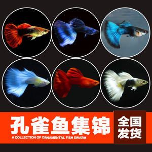 白鯊魚觀賞魚能養(yǎng)多大了（白鯊觀賞魚的生長大小與其品種、飼養(yǎng)條件以及是否為人工養(yǎng)殖） 錦鯉池魚池建設(shè) 第3張