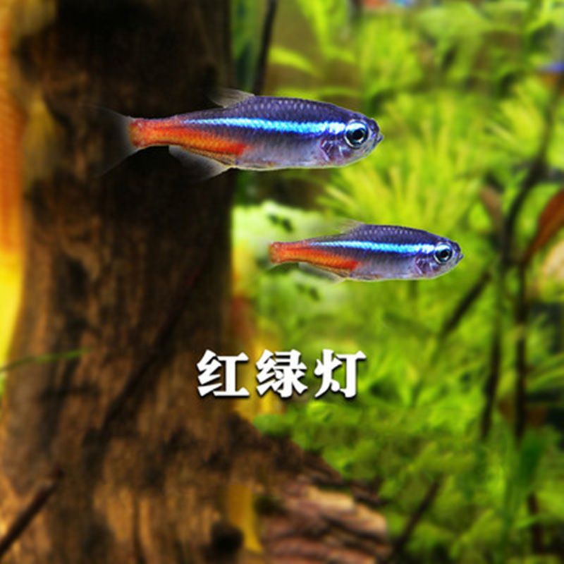 草缸觀賞魚(yú)推薦（推薦幾種適合草缸的觀賞魚(yú)）