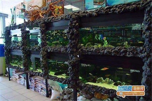 觀賞魚加盟店排行榜最新（2024年觀賞魚加盟店排行榜） 新加坡三巴旺 第1張