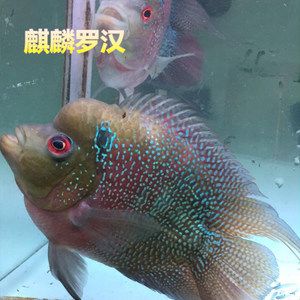 紅鸚鵡魚多少錢一只（紅鸚鵡魚市場價(jià)格受到多種因素影響紅鸚鵡魚價(jià)格信息）