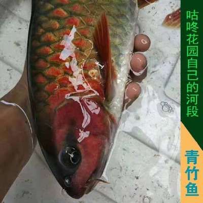 丁加奴紅吉羅魚（丁加奴紅吉羅魚市場趨勢丁加奴紅吉羅魚市場趨勢）