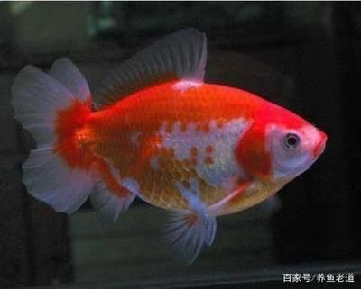 廣東養(yǎng)什么觀賞魚不用加熱棒（廣東本土觀賞魚探秘） 星座運(yùn)勢 第1張