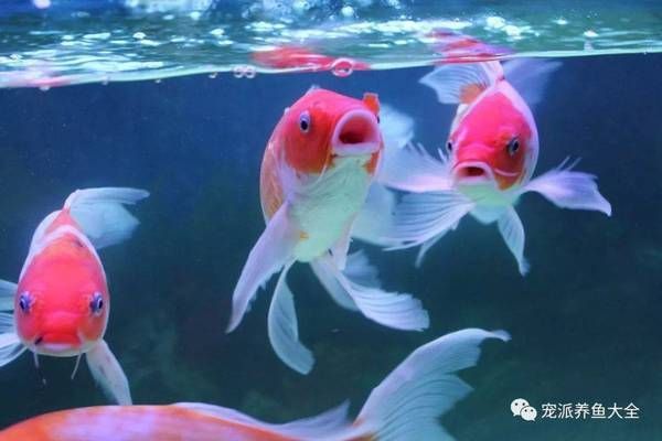 花草觀賞魚的寓意及象征（中國傳統(tǒng)風水魚文化中國傳統(tǒng)風水魚的寓意及其寓意）