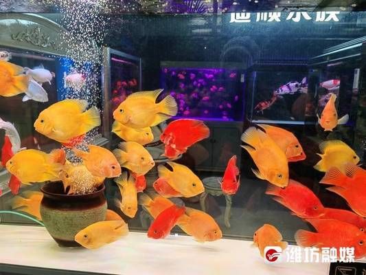 花草觀賞魚的寓意及象征（中國傳統(tǒng)風水魚文化中國傳統(tǒng)風水魚的寓意及其寓意）