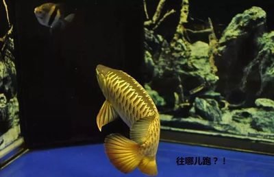 返垢金龍怎么辦（揭秘龍魚飼養(yǎng)中的返垢現(xiàn)象，如何避免返垢現(xiàn)象的發(fā)生） 觀賞魚 第4張