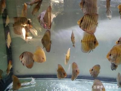 觀賞魚可以吃嗎白色的（觀賞魚與食用魚的區(qū)別觀賞魚與食用魚的區(qū)別是什么）