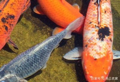 觀賞魚大魚好養(yǎng)還是小魚好養(yǎng)呢（觀賞魚的預防與治療） 黃金夢幻雷龍魚 第1張