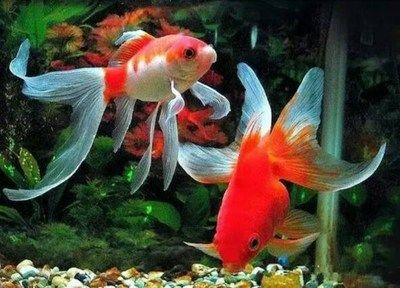 過年回家觀賞魚怎么辦?。ù汗?jié)期間觀賞魚的養(yǎng)護(hù)方法） 羽毛刀魚苗 第1張