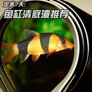 皇冠三間魚(yú)咋喂長(zhǎng)的快（熱帶觀賞魚(yú)的飼養(yǎng)指南皇冠三間魚(yú)與其他慈鯛科魚(yú)的區(qū)別）